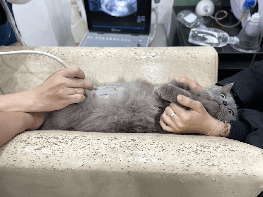 Bác sĩ thú y kiểm tra sức khỏe và kỹ thuật truyền dịch cho mèo
