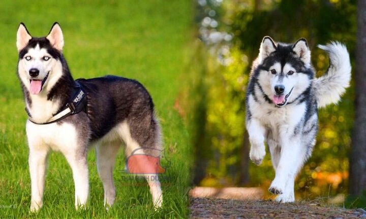 Cập Nhật Giá Chó Husky Trưởng Thành: Yếu Tố và Kinh Nghiệm Chọn Mua Giá Chó Husky Trưởng Thành Mới Nhất: Cập Nhật Chi Tiết