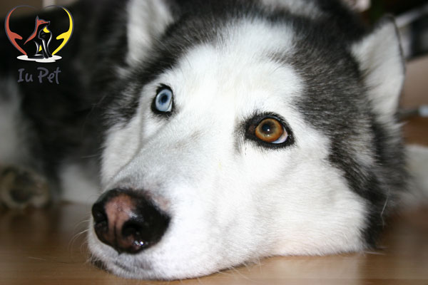 Cẩm Nang Toàn Diện Về Chó Husky Mắt 2 Màu: Từ Ngoại Hình Đến Chăm Sóc Chó Husky Mắt 2 Màu: Bí Ẩn Vẻ Đẹp Từ Phương Bắc