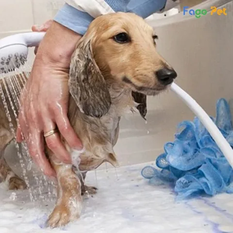 Các lưu ý quan trọng khi dùng sữa tắm cho chó Fay 5