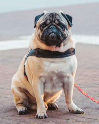 Giống Chó Pug Mặt Xệ: Đặc Điểm, Chăm Sóc Toàn Diện Và Sức Khỏe