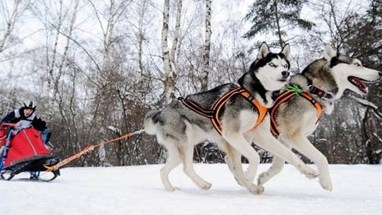 Chó Kéo Xe Trượt Tuyết: Cuộc Đua Iditarod và Giống Chó Tuyệt Vời