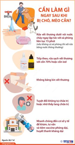 Tư Vấn Bị Chó Cắn: Quyền Lợi, Trách Nhiệm và Pháp Lý Chi Tiết