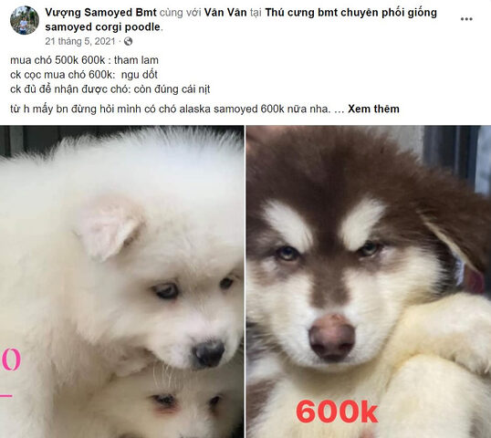 Infographic hướng dẫn nhận biết và phòng tránh mua chó mèo cảnh giá rẻ bị lừa