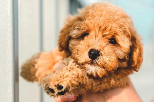 Chọn Giống Chó Phù Hợp: Hướng Dẫn Toàn Diện Từ A Đến Z