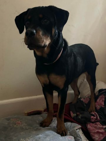 Chó Rottweiler 6 Tháng Tuổi: Hướng Dẫn Chăm Sóc & Huấn Luyện Toàn Diện