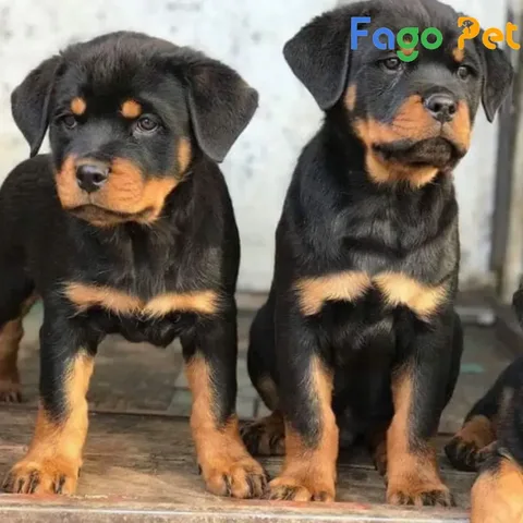 Giá chó Rottweiler 2 tháng tuổi được cập nhật dựa trên phả hệ và ngoại hình