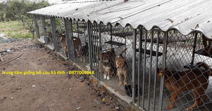 Xây Chuồng Chó Bằng Gạch: Hướng Dẫn Toàn Diện Và Tiêu Chuẩn