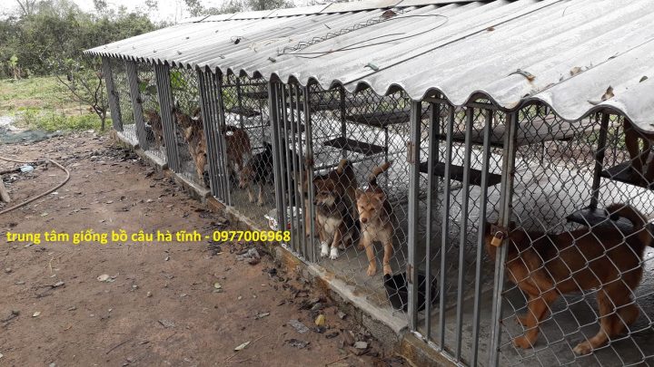Xây Chuồng Chó Bằng Gạch: Hướng Dẫn Toàn Diện Và Tiêu Chuẩn