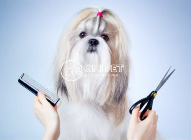 Kết quả sau khi cắt tỉa lông chuyên nghiệp