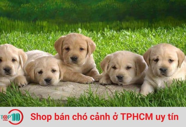 Khách hàng tại cửa hàng bán chó cảnh ở TPHCM YOLO Pet Shop