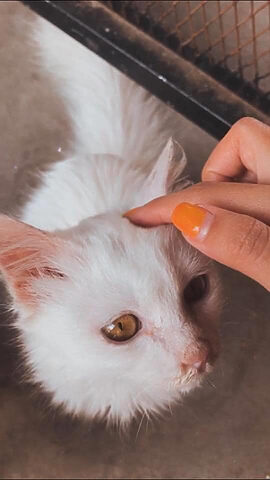 Khách hàng tương tác với chó và mèo tại không gian hội quán chó mèo Đà Lạt