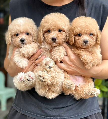 Khách sạn lưu trú chất lượng cao dành cho chó mèo tại Đà Nẵng, được hội chó mèo Đà Nẵng giới thiệu