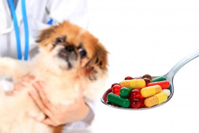 Kháng sinh đường ruột cho chó: Dấu hiệu và thời điểm sử dụng hiệu quả