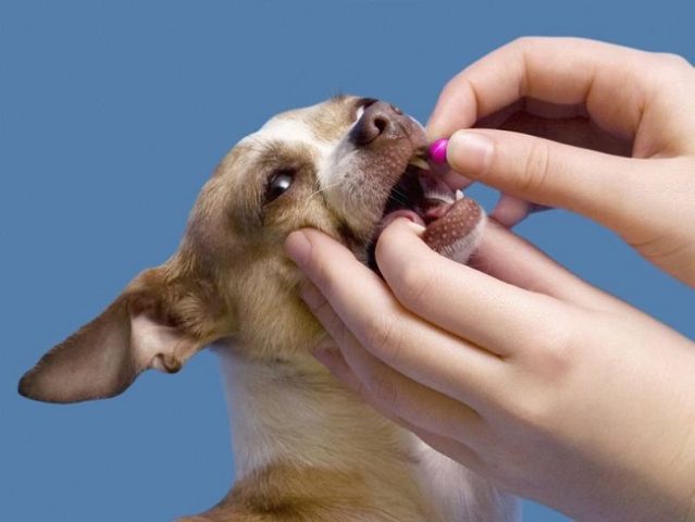 Lợi ích khi dùng kháng sinh đường ruột cho chó đúng cách