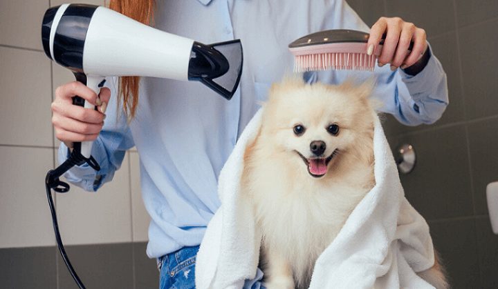 Khám phá Những Con Chó Đáng Yêu Nhất và Cách Chăm Sóc Chúng