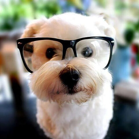 Khoảnh khắc chó đeo kính với vẻ ngoài cực kỳ cute, làm tan chảy trái tim người xem, một hình ảnh chú chó đẹp đáng yêu.