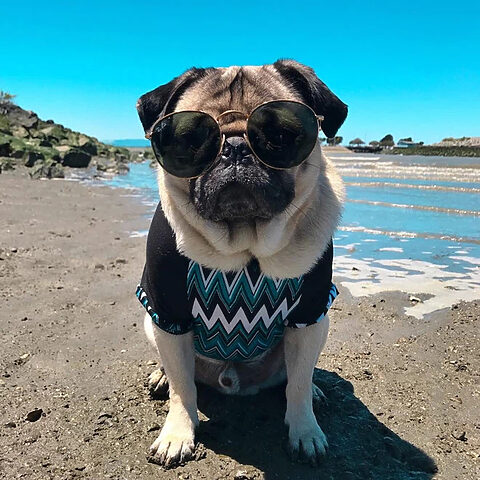Khoảnh khắc đáng yêu của chó Pug đeo kính, toát lên vẻ sang trọng và hài hước, một hình ảnh chú chó đẹp đầy cá tính.