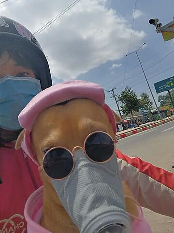 Khoảnh khắc hài hước và dễ thương của chú chó đeo kính, tạo nên một hình ảnh chú chó đẹp khó quên.