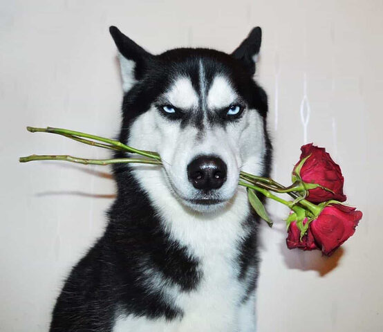 Chó Husky Anuko với khuôn mặt hờn dỗi đáng yêu Không cho đâu, nhìn chi