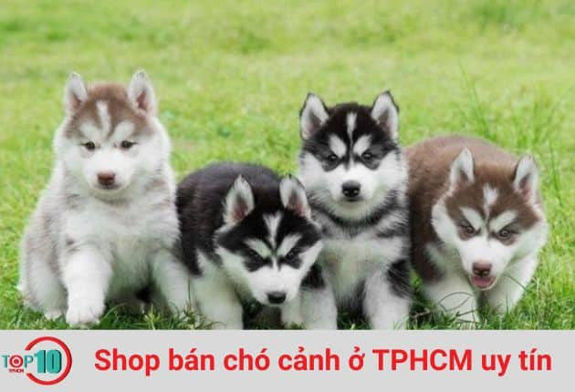 Không gian rộng rãi tại shop bán chó cảnh ở TPHCM - Saigon Husky Kennel