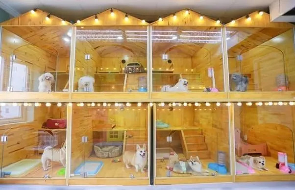Không gian sang trọng tại Pet Mart, chuỗi khách sạn chó mèo lớn ở Hà Nội