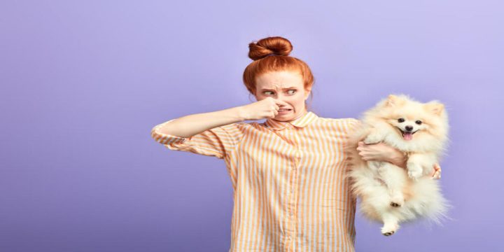 Chó có mùi hôi khó chịu: Nguyên nhân và cách khắc phục hiệu quả
