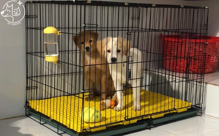 Sản phẩm xịt khử mùi chuyên dụng cho chuồng chó, là một trong những cách khử mùi hôi chuồng chó được nhiều người lựa chọn