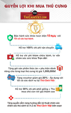 Khu vực cách ly chó bị Parvo cần được vệ sinh sạch sẽ