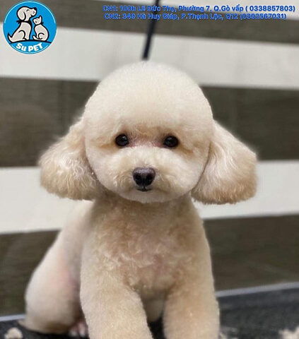Khu vực vui chơi và chăm sóc chó mèo tại Gò Vấp
