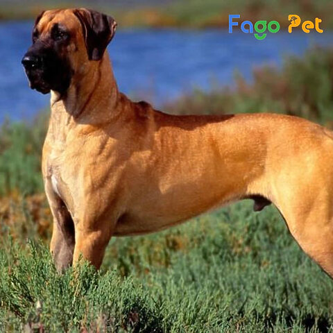 Kích thước ấn tượng của chó Great Dane so với một chú chó nhỏ, ảnh hưởng trực tiếp đến giá bán chó Great Dane