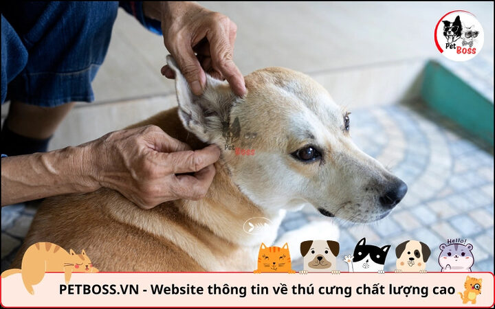 Kiểm tra tai chó Poodle định kỳ giúp phòng ngừa viêm tai hiệu quả