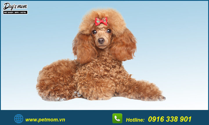 Chó Poodle Màu Nâu Đen: Đặc Điểm, Chăm Sóc Và Sức Khỏe Toàn Diện
