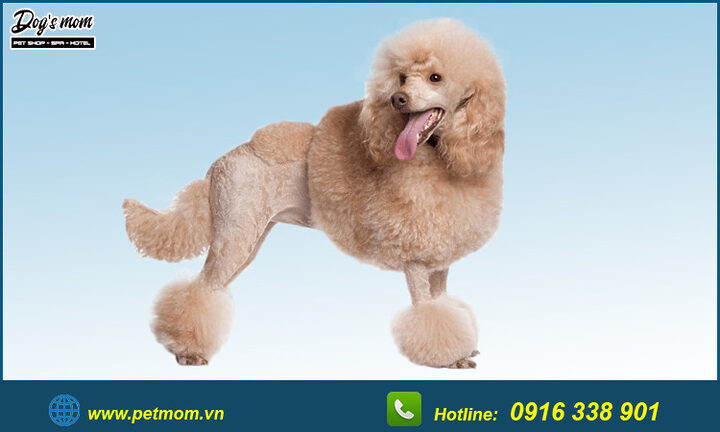Chó Poodle Màu Nâu Đen: Đặc Điểm, Chăm Sóc Và Sức Khỏe Toàn Diện