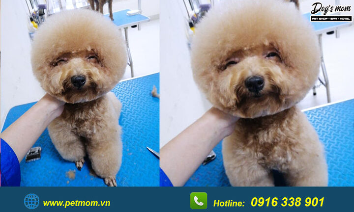Chó Poodle Màu Nâu Đen: Đặc Điểm, Chăm Sóc Và Sức Khỏe Toàn Diện