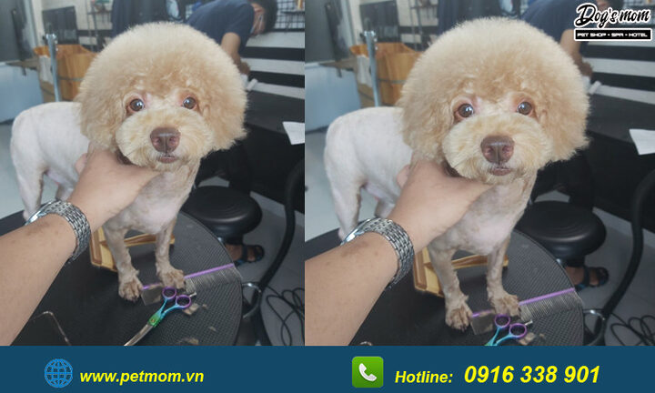 Chó Poodle Màu Nâu Đen: Đặc Điểm, Chăm Sóc Và Sức Khỏe Toàn Diện