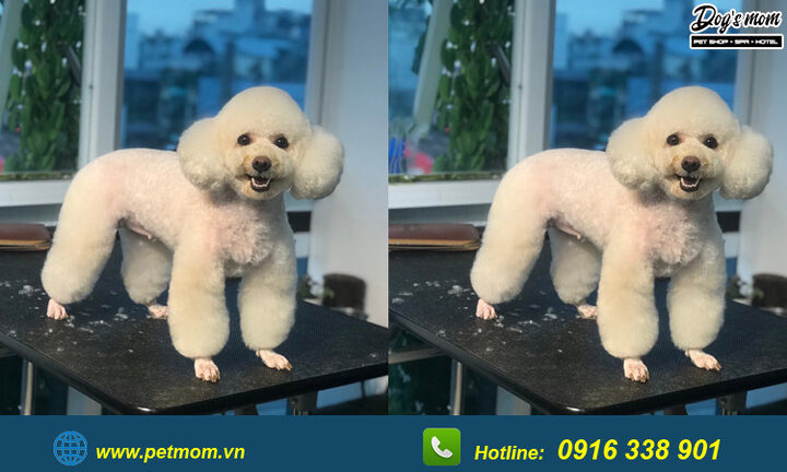 Chó Poodle Màu Nâu Đen: Đặc Điểm, Chăm Sóc Và Sức Khỏe Toàn Diện