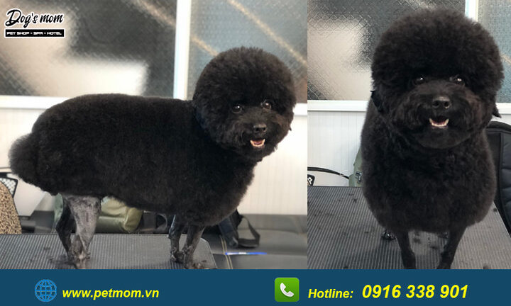 Chó Poodle Màu Nâu Đen: Đặc Điểm, Chăm Sóc Và Sức Khỏe Toàn Diện