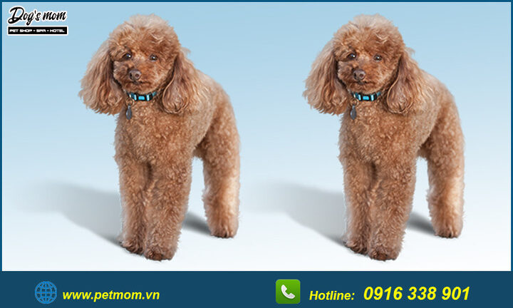Chó Poodle Màu Nâu Đen: Đặc Điểm, Chăm Sóc Và Sức Khỏe Toàn Diện