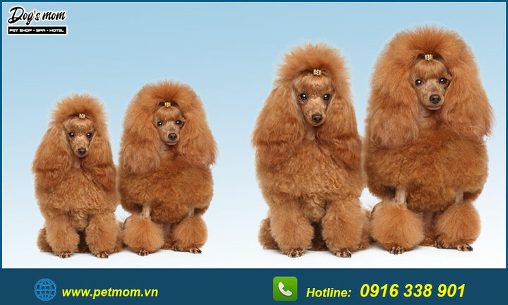 Chó Poodle Màu Nâu Đen: Đặc Điểm, Chăm Sóc Và Sức Khỏe Toàn Diện