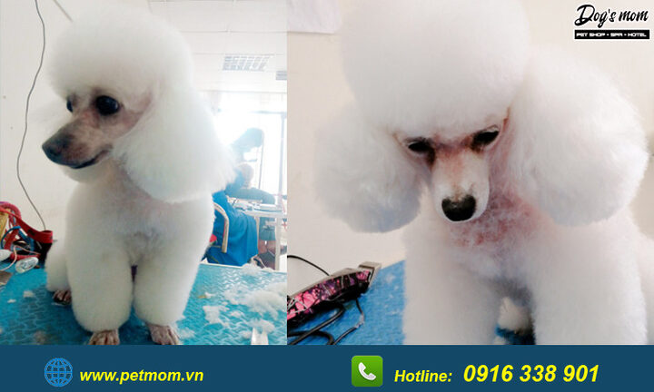 Chó Poodle Màu Nâu Đen: Đặc Điểm, Chăm Sóc Và Sức Khỏe Toàn Diện