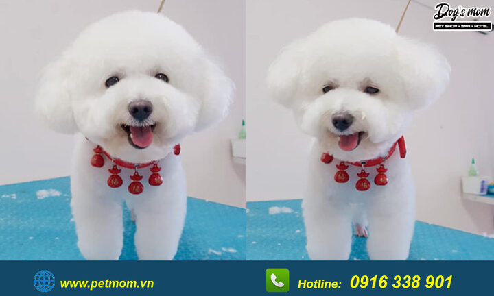 Chó Poodle Màu Nâu Đen: Đặc Điểm, Chăm Sóc Và Sức Khỏe Toàn Diện