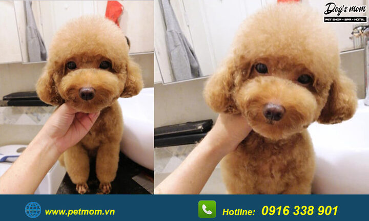 Chó Poodle Màu Nâu Đen: Đặc Điểm, Chăm Sóc Và Sức Khỏe Toàn Diện