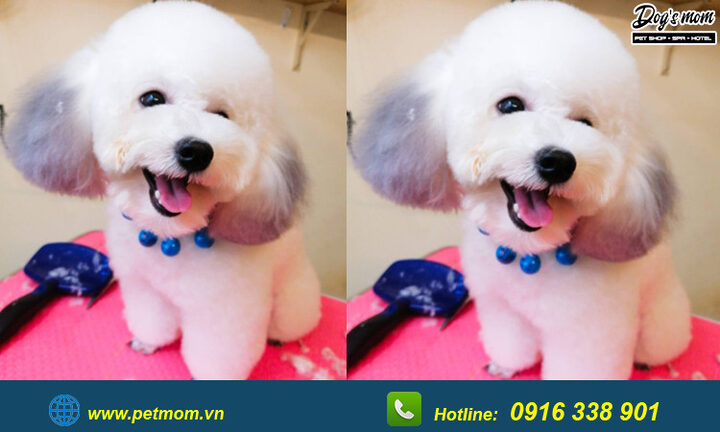 Chó Poodle Màu Nâu Đen: Đặc Điểm, Chăm Sóc Và Sức Khỏe Toàn Diện