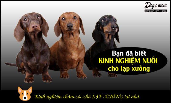 Chó Lạp Xưởng 2 Tháng Tuổi: Chăm Sóc Đúng Cách Từ A-Z