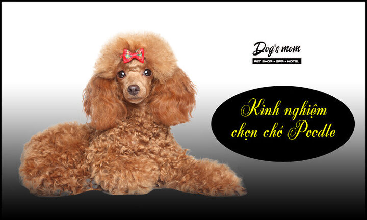 Kinh nghiệm chọn chó Poodle: Hướng dẫn chi tiết từ A-Z