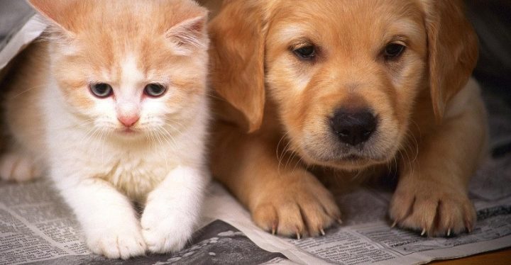 Kinh nghiệm nuôi chó cảnh kinh doanh, chú trọng dinh dưỡng và chăm sóc toàn diện cho chó con và chó trưởng thành