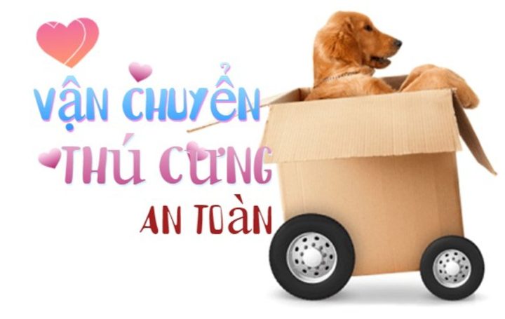 Vận chuyển chó mèo bằng ô tô: Hướng dẫn an toàn từ A-Z