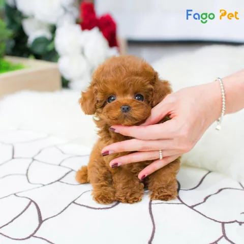 Chó Poodle Giá Sinh Viên: Nơi Mua Chó Poodle Giá Rẻ Tại Hà Nội Tổng quan về chó Poodle và giá cả cho sinh viên