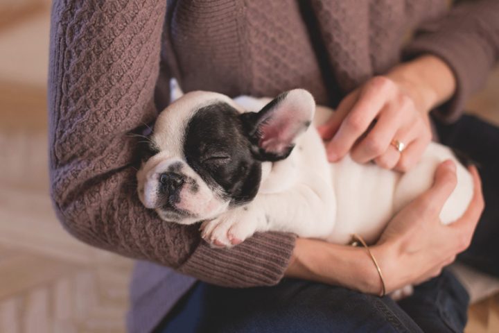 Đàn Chó Con Đáng Yêu: Hướng Dẫn Chăm Sóc Toàn Diện Từ A-Z